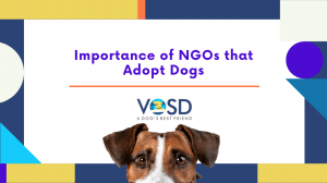 From Stray to Saved: The Importance of NGOs Adopting Stray Dogs
